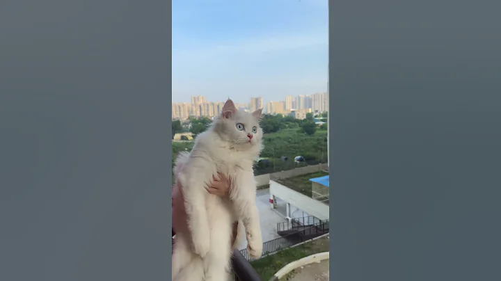 Watch the video about Persian cat looking for hunt#persiancat#catvideos #pets #kitten #shorts #cute