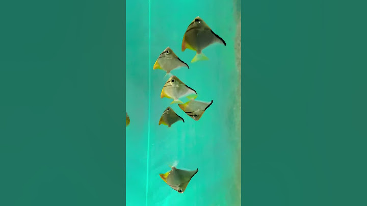 #magic in every tank the wonders beneath the surface?🎣🐠🐠