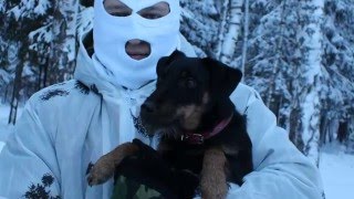 Ягдтерьер Герда и Кабан 2016 Ягдтерьер Герда и Кабан 2016