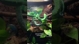CBB Aru Locality Green Tree Python in picture perfect bio active vivariums #shorts