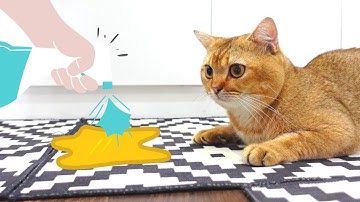 Cách LÀM SẠCH và KHỬ MÙI KHAI Nước Tiểu Mèo 🐾✨