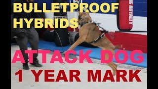 building the bulletproof hybrid attack dog k9 dog training bite protection dogs by Bulletproof Pitbulls 40,738 views 6 years ago 6 minutes, 44 seconds