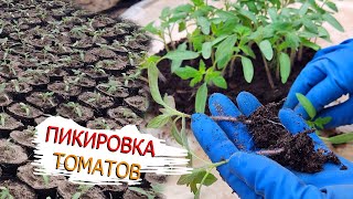 Главные правила пикировки томатов! Как мы пикируем томаты.