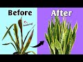Stop Snake Plant Leaves Turning Brown & Drooping - 2 Major Reasons // Snake Plant Care Tips