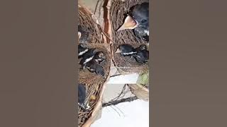 lolohan burung kacer antri minta makan #kacer #kacer_gacor #pancingan #ternak