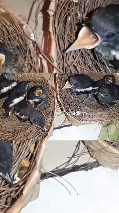 lolohan burung kacer antri minta makan #kacer #kacer_gacor #pancingan #ternak