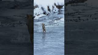 Coyote Fishing, Never seen this before... #hunting #shorts