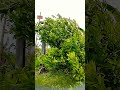 Welcome to Bhanu Farm #bhanufarm #rain #shorts #viralvideo #trending #farm #farmer #assam #assamese