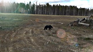 Встреча с медвежонком