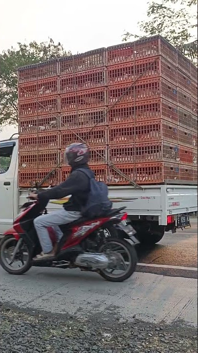 Mobil Pick Up Ayam Balap Plat E #shorts