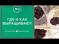 Где и как выращивают кофе ☕