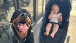 Rottweiler Takes His Human Baby on Her First Walk