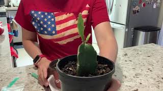 Dragon Fruit: GRAFTING Dragon Fruit Seedlings! NO TAPE. Only 1 minute. Simple, easy, & fast.