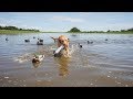 Duck Hunting Dog Training Session in The Decoys!