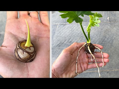 Video: Transplanting A Lacy Tree Philodendron - Hur och när man planterar om trädfilodendron