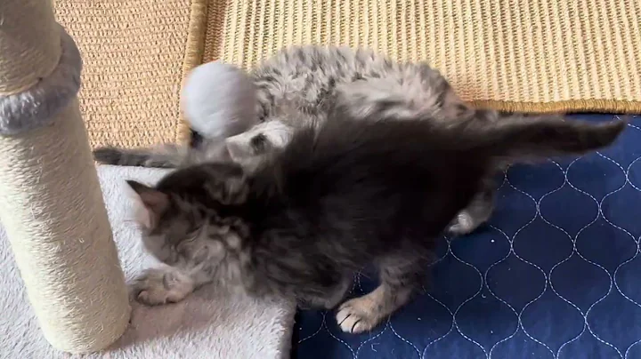 Video 5373321: siberian kitten playing, siberian cattery, kitten playing ball