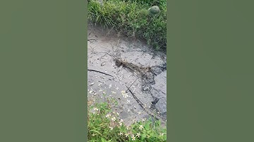 Tát mương bắt cá đồng nấu dưa chua