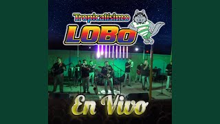 Video thumbnail of "Tropicalísimo Lobo - 12 Rosas (En Vivo)"