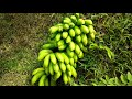 Kebun pisang susu panen pisang susu