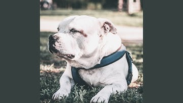 Sensational Backdrops for Resting Pups