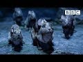 Watership downs brave rabbits make a daring escape  bbc