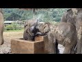 Two elephant Pyi Mai and Wan Mai enjoy to play the water in water tank- EleFlix