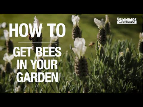 Video: Apakah Lebah Skuasy – Ketahui Cara Menarik Lebah Skuasy Ke Taman Anda