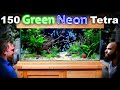 The Green Neon Tank: 150 Fish in EPIC 1st Shop Aquarium Build (Aquascape Tutorial)