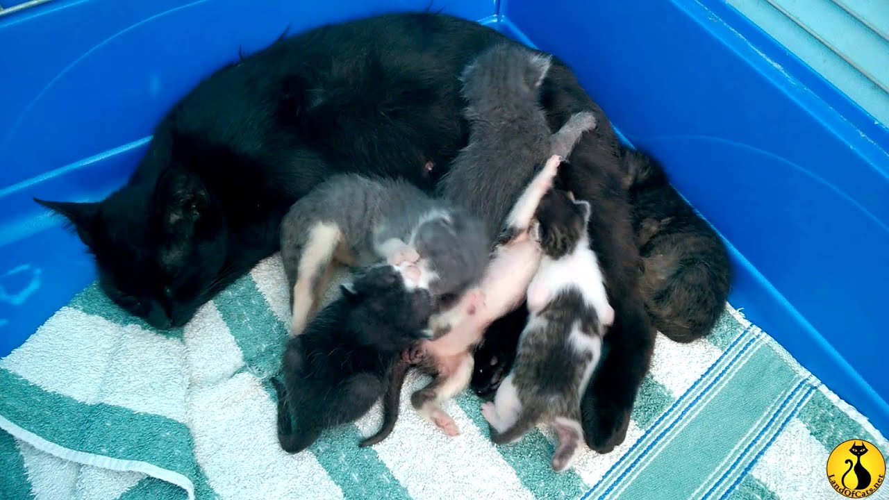 cats inn Mother cat and her kittens!