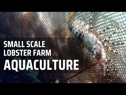 Aquaculture - small scale lobster farm - Philippines