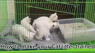Cat litter training #cat #kitten #catvideos #catlitter
