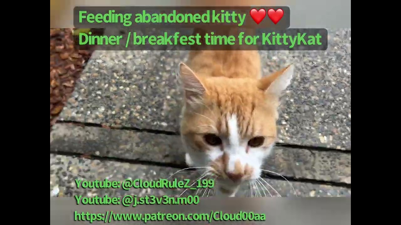 @CloudRuleZ_199 St3voSt3vo feeding Abandoned Neighborhood KittyKat 