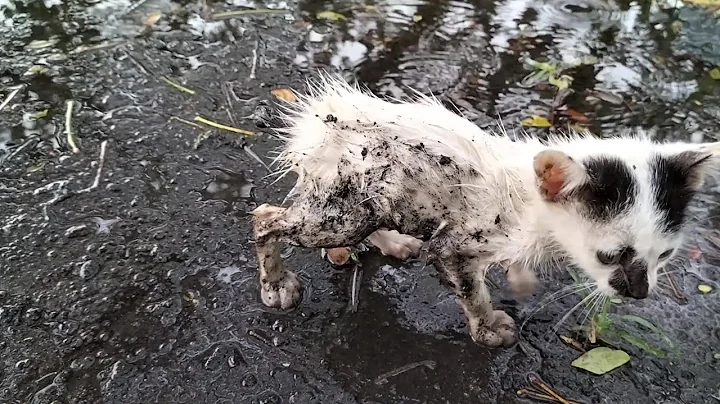 WET AND MUDDY KITTEN WALKING UNDER THE RAIN,LONELY AND ABANDONED KITTY | RESHANIMALS - DayDayNews