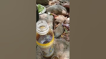 Bữa cơm trong rừng với cá suối, cua đá #shortvideo #short #food