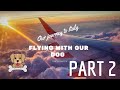 MOVING TO ITALY part 3 Flying with our Dog (All you need to know)
