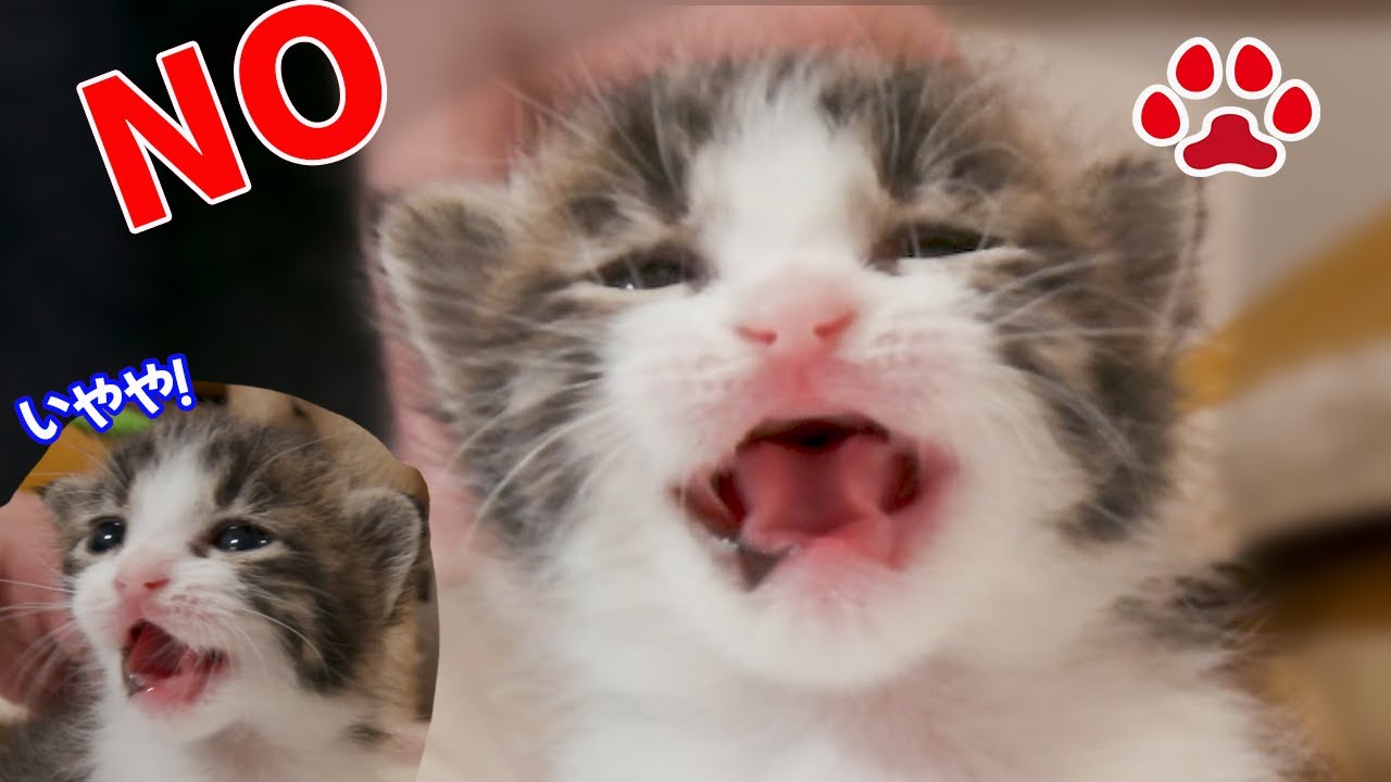 赤ちゃん猫がイヤイヤ期に突入？反抗的になった子猫だが撫でると癖で足が上がってしまう 【瀬戸のアイラ＆ルーシー日記】