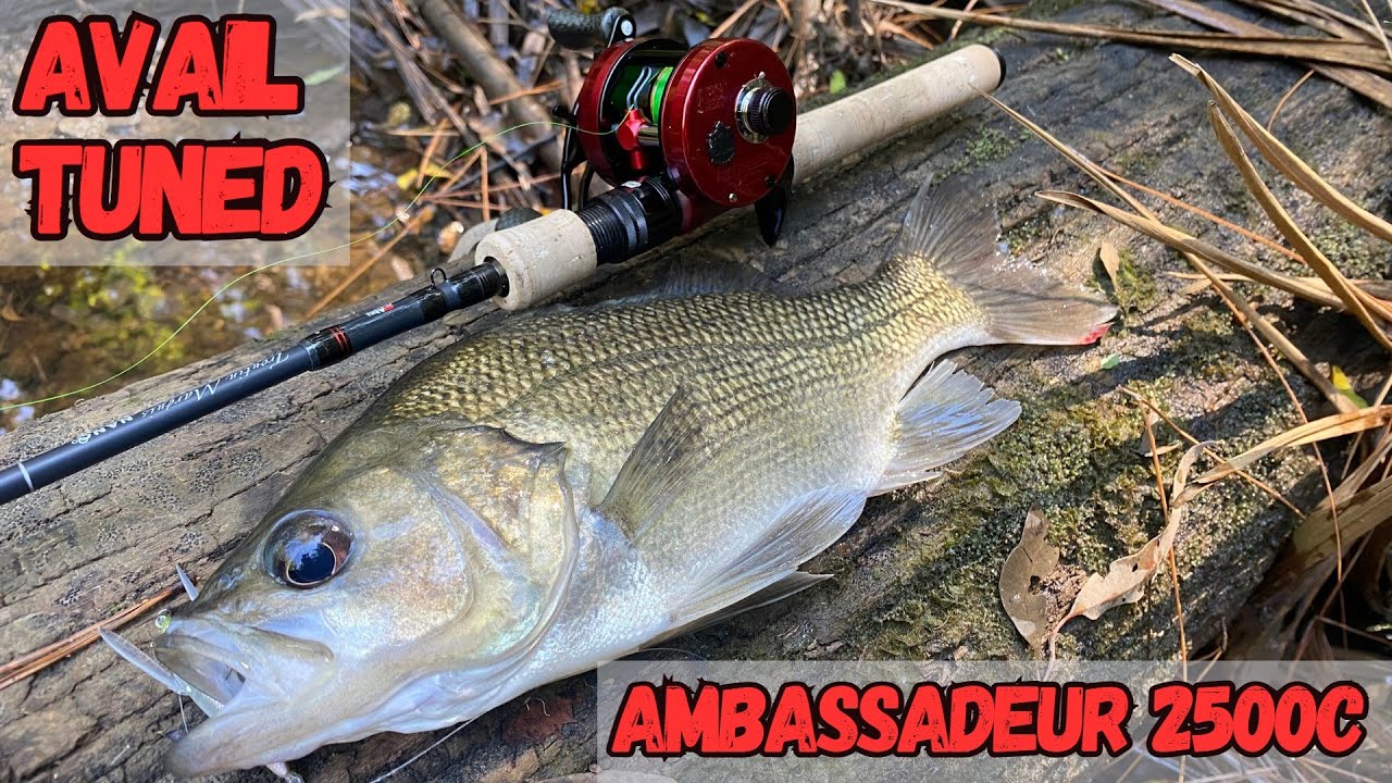 Aussie bass on Abu Ambassadeur 2500 fully Avail tuned (1st time