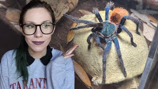 Let's GIVE HER SPACE!! Adult Female Green Bottle Blue Rehouse! WATCH HER WEB IT - C cyaneopubescens by tarantula kat 30,066 views 2 months ago 10 minutes, 11 seconds