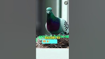 Birds Are Smart, But We’re Smarter | Shiv Bird Netting Solution for Balconies