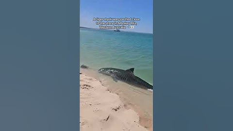 TUBARÃO TIGRE AVANÇA ATÉ AREIA DA PRAIA NA AUSTRÁLIA #ataque #natureza #tubarão