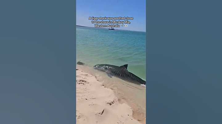 TUBARÃO TIGRE AVANÇA ATÉ AREIA DA PRAIA NA AUSTRÁLIA #ataque #natureza #tubarão