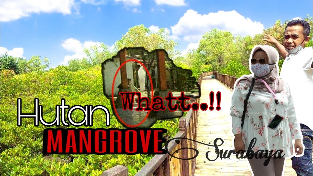 Mangrove Wonorejo Surabaya Destinasi Wisata Surabaya Youtube