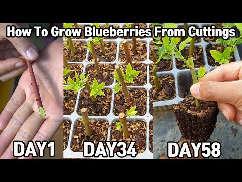 오랜만에 블루베리 삽목♥ㅣHow To Grow Blueberries From Cuttings