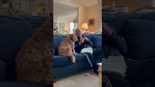 Dog Demands a Riceball from Owner