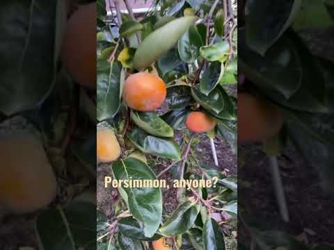Video: Dyrkning Af Persimmon Fra Sten