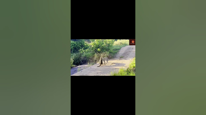 Leopard Pulls Off Perfect Ambush on Baboon - But they Fight Back#shorts