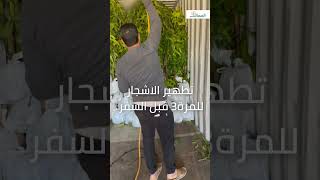 تطهير الاشجار للمرة 3 قبل السفر