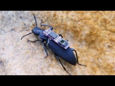 How a Robot Beetle Could Revolutionize Search and Rescue Missions
