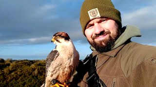 Lanner Falcon Training and Lure Flying Action Clips.