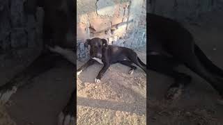 #cachorrinho #descanso #lindo#